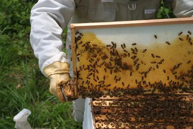 bee removal in Philadelphia