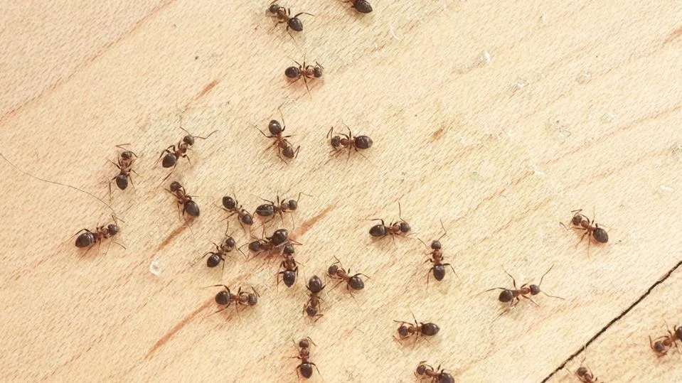 ant removal in Brisbane